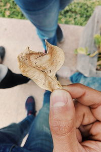 Cropped image of person holding dried leaf