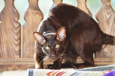 Close-up of a cat on table