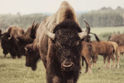 Close-up of american bison on field