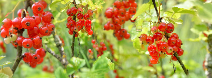 Close-up of red berries growing on tree