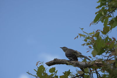 Low angle view of bird perching on tree against clear blue sky