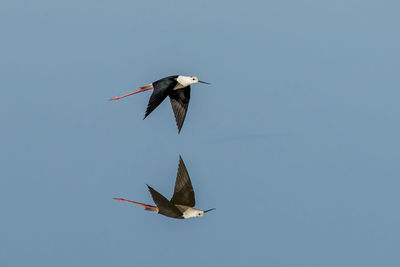 Low angle view of bird flying in sky