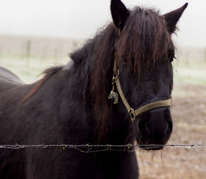 Close-up of horse standing against sky