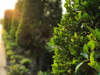 Close-up of plant growing outdoors