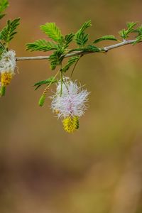 Close-up of flowering plant