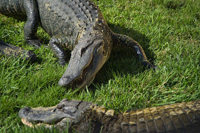 View of a lizard on grass