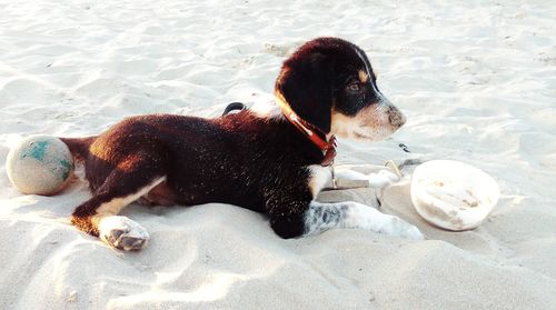 High angle view of dog on beach