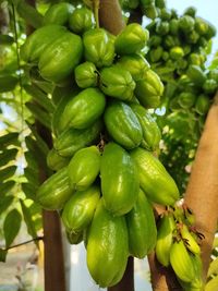 Close-up of fresh green fruits