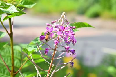 Close-up of purple flowers on plant