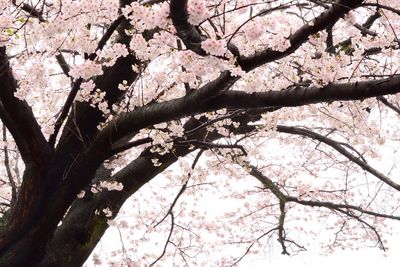 Low angle view of flower tree against sky