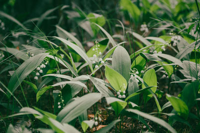 Close-up of plant