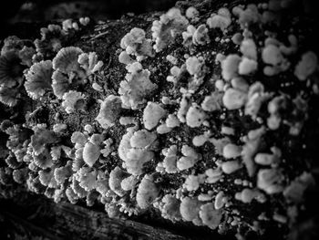 Close-up of plants during winter