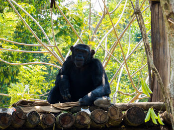 Black cat sitting on tree in forest