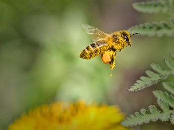 Close-up of bee flying against plants
