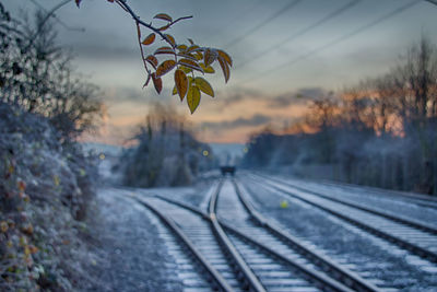 Railroad tracks amidst trees against sky