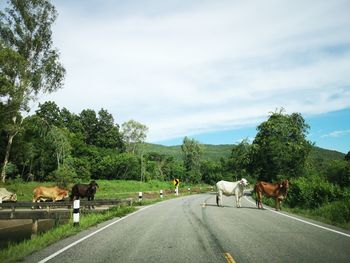View of cows on road against sky