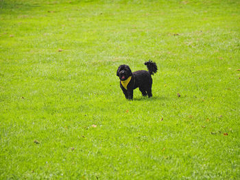 Dog in a field