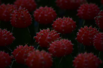 Close-up of red flowering plants