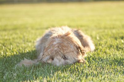Dog lying on grassy field