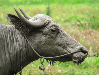 Close-up of a horse on field