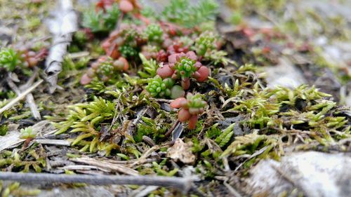 Close-up of plant growing outdoors