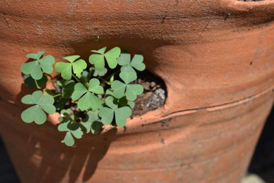 High angle view of potted plant