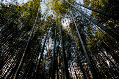 Low angle view of bamboo trees in forest