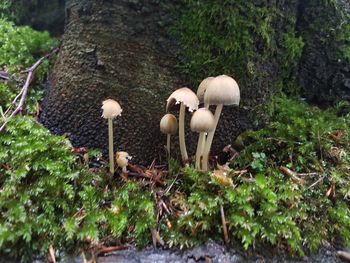 Close-up of mushrooms growing on tree trunk