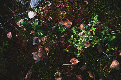 High angle view of flowering plants and trees in forest