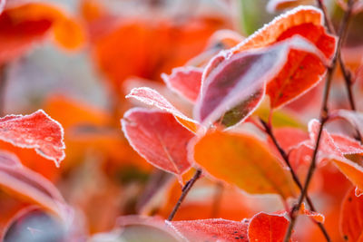 Beautiful red aronia leaves with a frosty edge. morning scenery in the garden. 