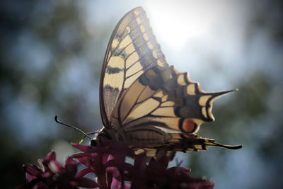 Close-up of butterfly pollinating on flower