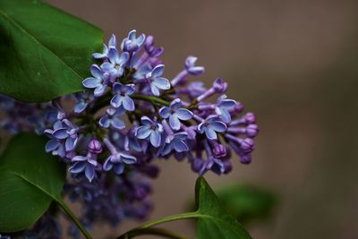 Close-up of purple flowering plant