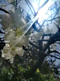 Close-up of white cherry blossoms in spring