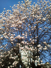 Low angle view of cherry blossom tree