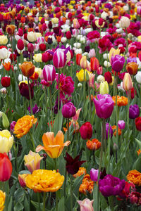 Close-up of multi colored tulips