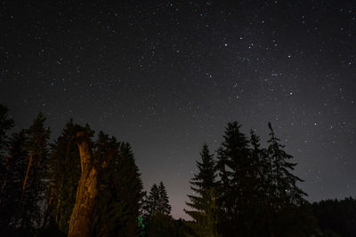 Dramatic night summer landscape. forest against the starry sky