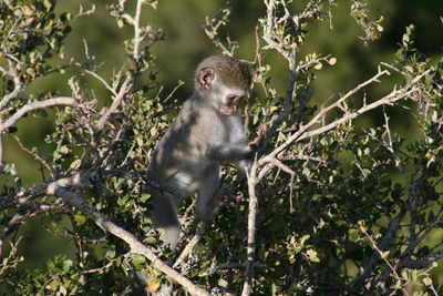 Low angle view of monkey on tree