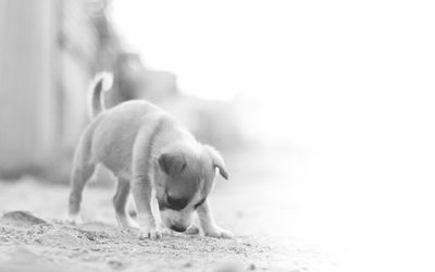 Close-up of puppy