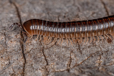 Close-up of insect