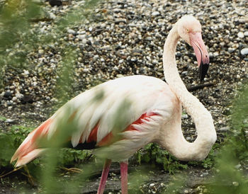 Flamingo perching on field