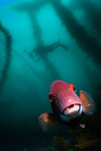 Closeup of a sheephead fish with the silhouette of a scuba diver in a kelp forest.