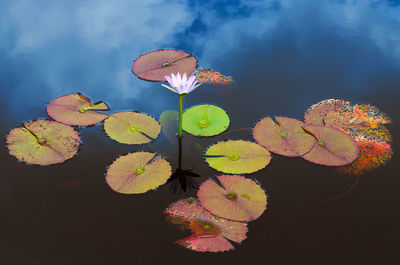 Close-up of lotus water lily in lake