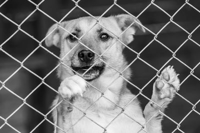 Portrait of dog by chainlink fence