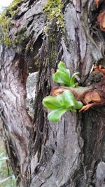 Close-up of tree trunk