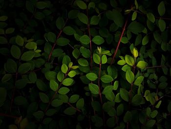 Full frame shot of leaves