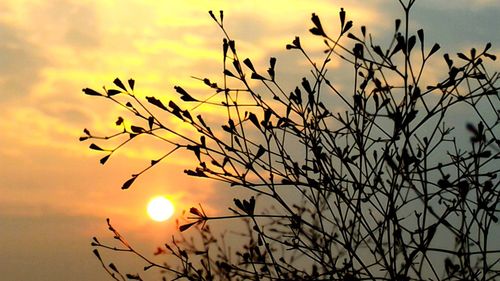 Low angle view of plant against sky at sunset