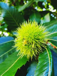 Close-up of plant