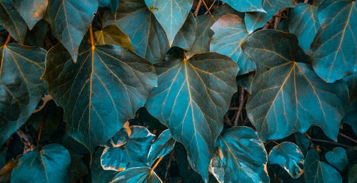 Full frame shot of plants