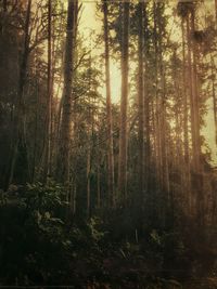 Trees in forest