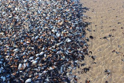 High angle view of mussels at beach